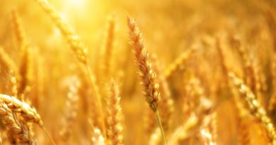MOEX: výpočet indexu obchodov s pšenicou