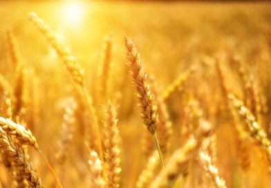 MOEX: výpočet indexu obchodov s pšenicou