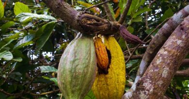 Kľúčový producent kakaa nechce plniť zmluvy